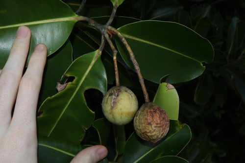 Calophyllum inophyllum