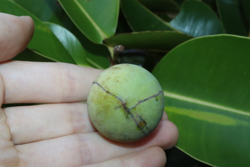 Calophyllum inophyllum