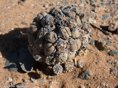 Cheiridopsis verrucosa