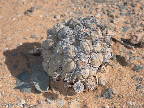 Cheiridopsis verrucosa