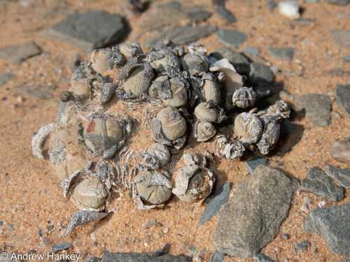 Cheiridopsis verrucosa