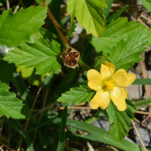 Malvastrum coromandelianum observed 2023-05-25