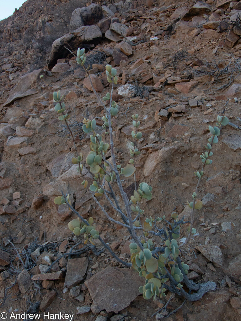 Portulacaria armiana, Northern Cape, ZA