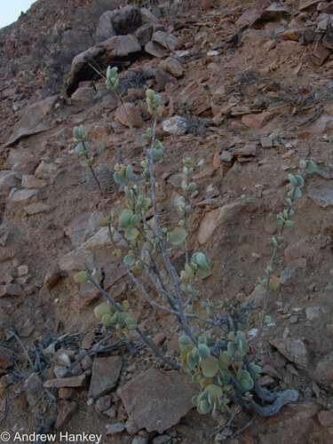 Portulacaria armiana