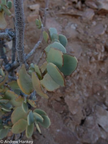 Portulacaria armiana
