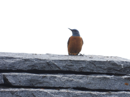 Roquero rojo (Monticola saxatilis)