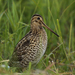 Great Snipe - Photo (c) Николай Каранов, some rights reserved (CC BY-NC), uploaded by Николай Каранов