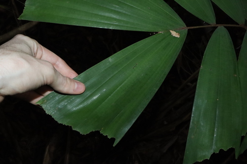 Image of Normanbya normanbyi by (c) Thomas Mesaglio, some rights reserved (CC BY)