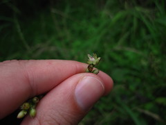Celosia nitida