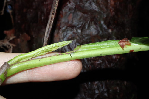 Image of Dillenia alata by (c) Thomas Mesaglio, some rights reserved (CC BY)
