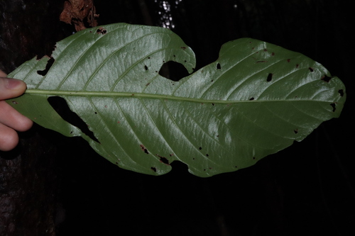 Image of Dillenia alata by (c) Thomas Mesaglio, some rights reserved (CC BY)