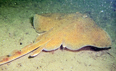 Longnose Skate photo 2
