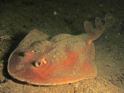 Tasmanian numbfish (Narcine tasmaniensis) — Narcinidae — 4