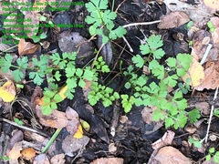 Tauschia texana