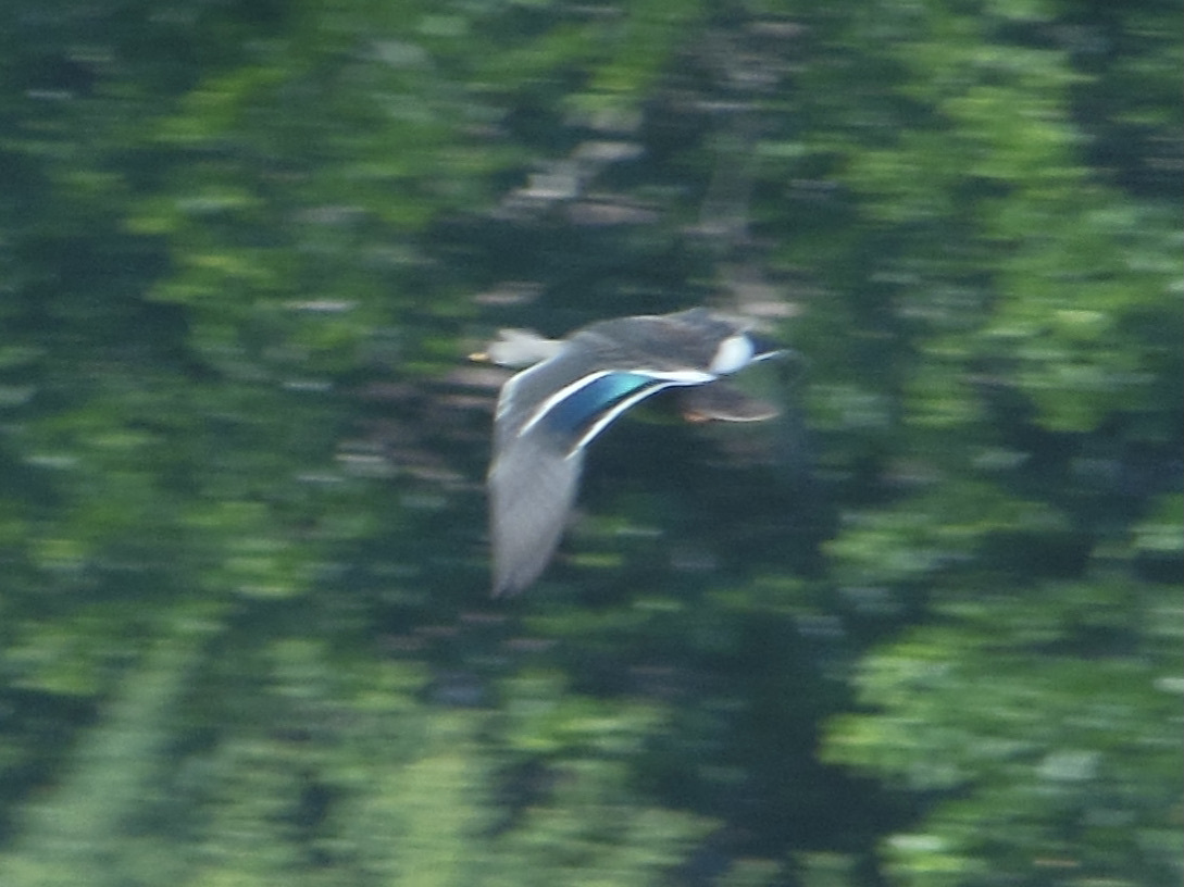 Indian Spot-billed Duck