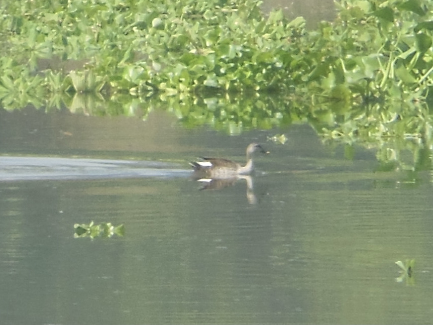 Indian Spot-billed Duck