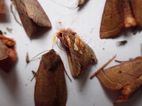 Large-spotted Looper Moth