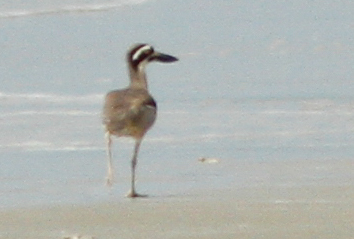 Beach Stone-curlew