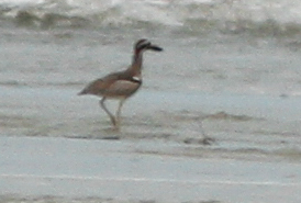 Beach Stone-curlew