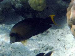 Acanthurus pyroferus