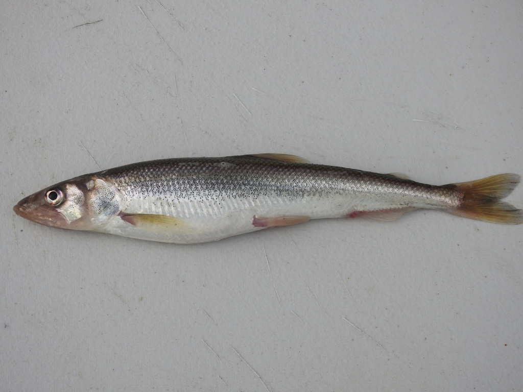 Pacific Rainbow Smelt