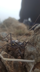 Lluciapomaresius stalii