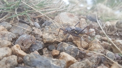 Lluciapomaresius stalii