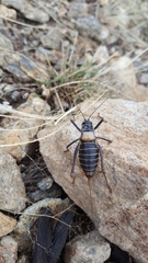 Lluciapomaresius stalii