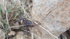 Lluciapomaresius stalii