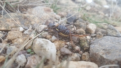 Lluciapomaresius stalii