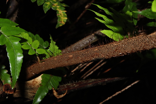 Image of Gymnosphaera rebeccae by (c) Thomas Mesaglio, some rights reserved (CC BY)