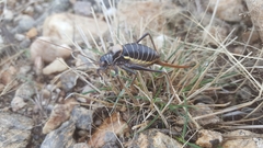 Lluciapomaresius stalii