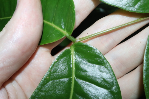 Image of Entada phaseoloides by (c) Thomas Mesaglio, some rights reserved (CC BY)
