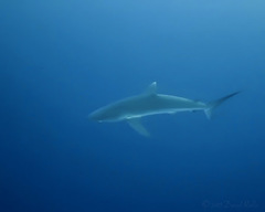 Carcharhinus falciformis