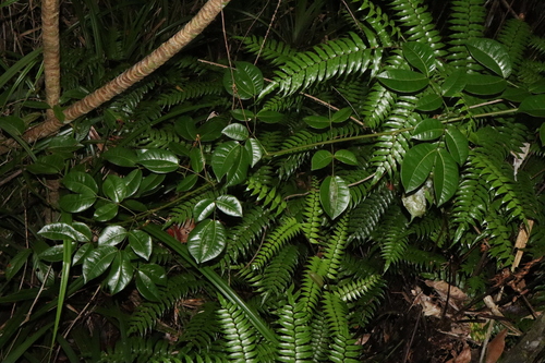 Image of Entada phaseoloides by (c) Thomas Mesaglio, some rights reserved (CC BY)