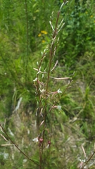 Oenothera filipes