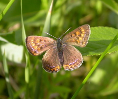 Lycaena helle