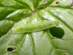 Cylindrotoma distinctissima