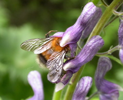 Bombus consobrinus