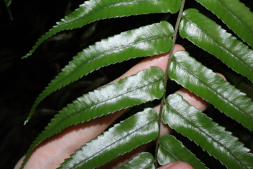 Image of Gymnosphaera rebeccae by (c) Thomas Mesaglio, some rights reserved (CC BY)
