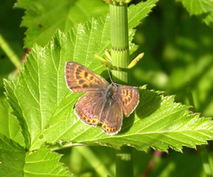 Lycaena helle