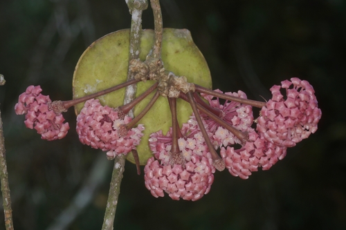 Hoya latifolia Don