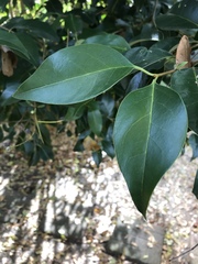 Ligustrum lucidum