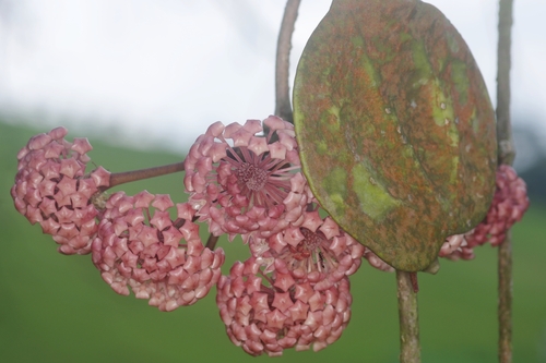 Hoya latifolia Don 2