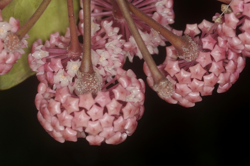 Hoya latifolia Don 3