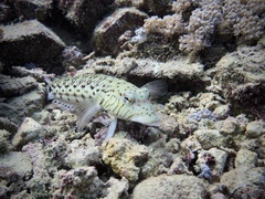 Parapercis hexophtalma