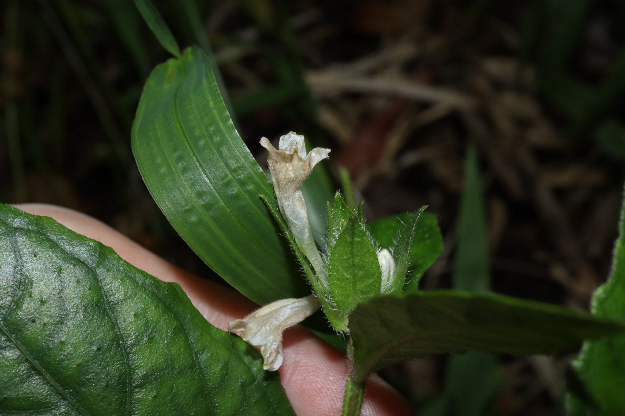 Hemigraphis ciliata