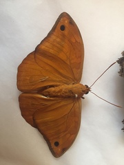 Opsiphanes boisduvallii