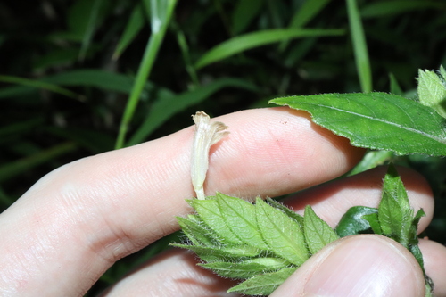 Image of Hemigraphis Ciliata (Hemigraphis ciliata) by (c) Thomas Mesaglio, some rights reserved (CC BY)