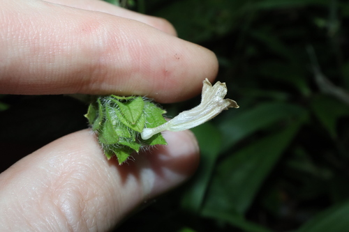 Image of Hemigraphis Ciliata (Hemigraphis ciliata) by (c) Thomas Mesaglio, some rights reserved (CC BY)
